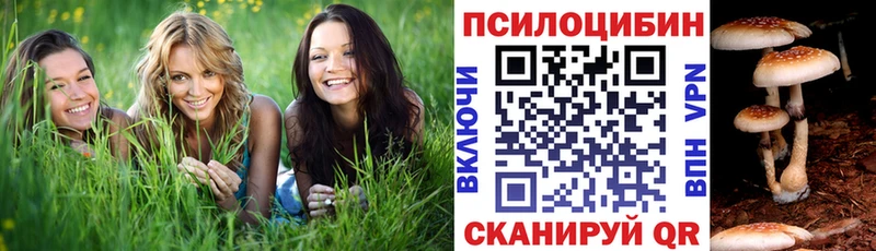 omg ссылка  Жердевка  Галлюциногенные грибы Magic Shrooms 